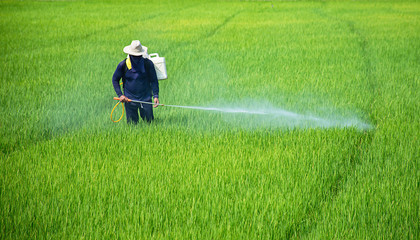 Farmers are spraying crops in a green field. - obrazy, fototapety, plakaty
