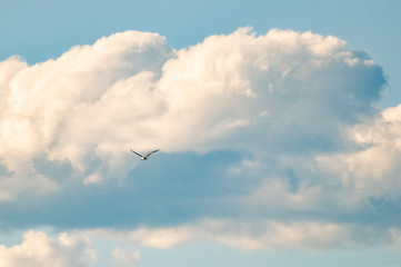 Fototapeta na wymiar Falcon fly in the blue cloudy sky.
