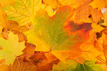 Naklejka na ściany i meble Autumn background with colorful leaves. Red, orange and green autumn leaves.