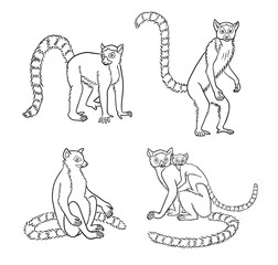 Lemurs in contours - vector illustration © rosinka