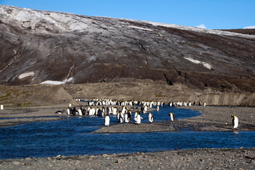 Fortuna Bay South Georgia Islands, king penguins by stream with glacier in background