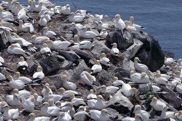 Gannets, Mating Season, Cape St Mary, Newfoundland, Canada 