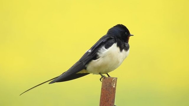 Rauchschwalbe&nbsp;(Hirundo rustica)