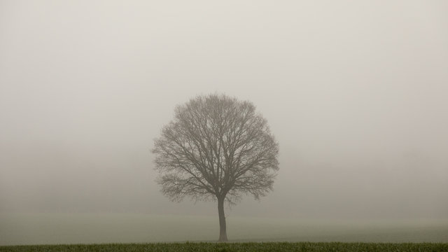 Oak tree in mist field 