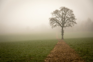 Oak tree in mist with field pathway