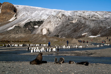Fortuna Bay South Georgia Islands, adventurers walking among the seals and penguins with glacier in...
