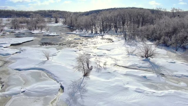 Canadian geese swim in frigid waters amid frosted trees where the rivers meet, scenic aerial view.