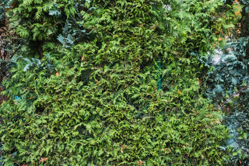 Natural pattern background of green plants