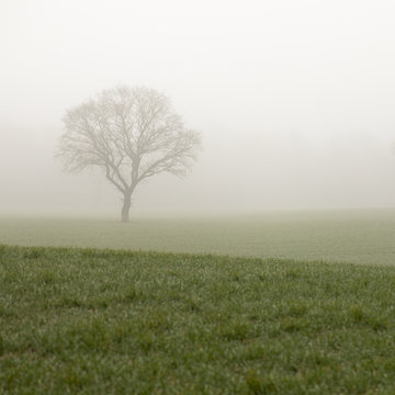 oak tree in misty field