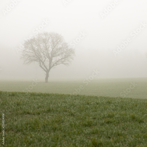 Oak Tree In Misty Field Stock Photo And Royalty Free Images