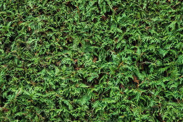 Natural pattern background of green plants