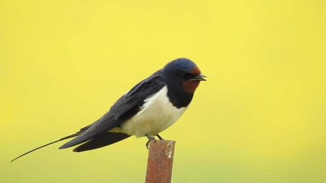 Rauchschwalbe&nbsp;(Hirundo rustica)