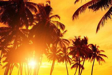 Fototapeta na wymiar Sunset beach. Tropical coast coconut palm trees with warm sun set.