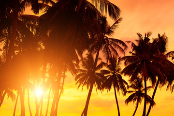 Sunset on tropical beach. Bright sun and palm tree silhouettes on paradise island coast.