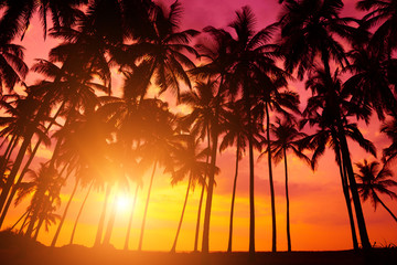 Tropical sunset on remote island coast. Beach sunset with coconut palm trees silhouettes and ocean.