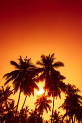 Fototapeta na wymiar Tropical beach at sunset. Warm evening sun shine through coconut palm trees.
