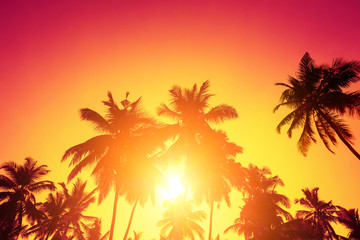 Tropical sunset sun and palm trees silhouettes on island beach.