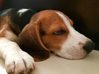 Beagle sleep