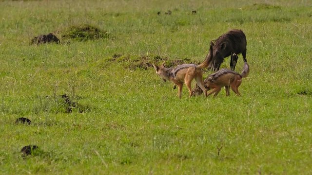 Warthogs and black-backed jackals at Maasai Mara National Reserve, Kenya.