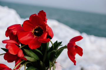 red tulips on background of blue sky