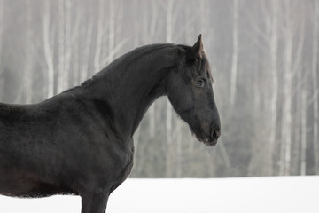 Fototapeta na wymiar Portrait of a black friesian horse on the white snow-covered field background in the winter. Profile view close up.