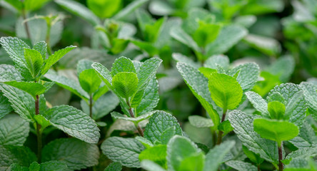 Spanish or Mexican mint, country borage herbs grown at greenhouse