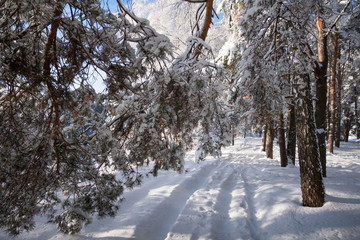 forest in winter