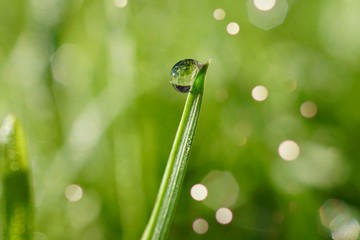 drops on the green leaves