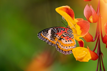 Monarch butterfly (Danaus plexippus) on thunbergia mysorensis, close-up.