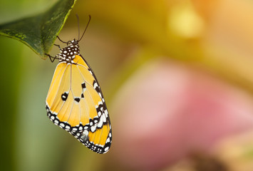 Beautiful Plain Tiger butterfly (Danaus chrysippus) perching on flower. Close-up.