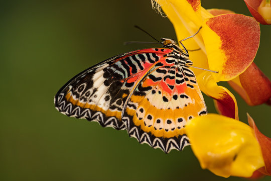 Monarch butterfly (Danaus plexippus) on thunbergia mysorensis, close-up.
