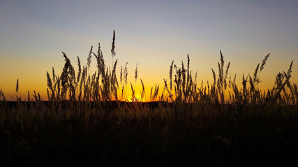 Fototapeta na wymiar Sunset over wheat field. Landscape View of Farm Land during sunset. Border region of Ukraine near to Russia