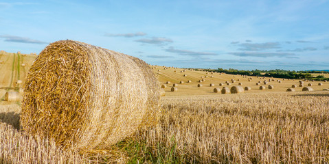 Golden hay bales in summer