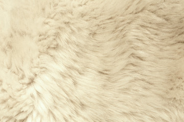 Texture of fur hair background