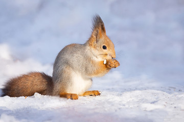 squirrel snow winter