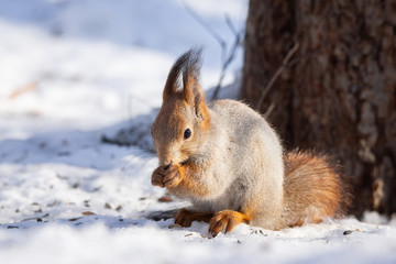 squirrel snow winter