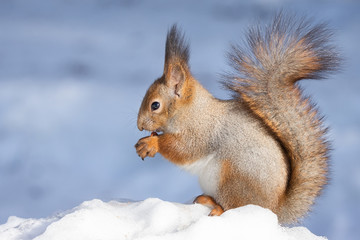 Naklejka na ściany i meble squirrel snow winter