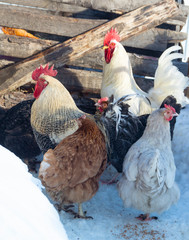 Cock with hen on farm in winter