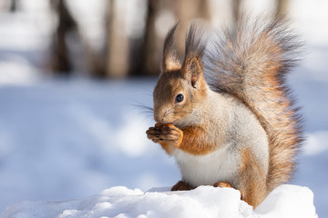 squirrel snow winter