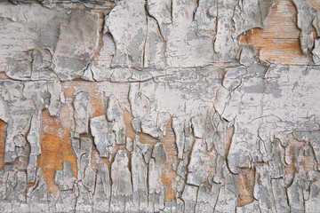 wood texture with pieces of white and gray paint