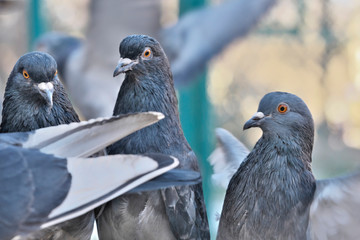 Wild city pigeons on a winter day