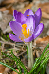 Closeup of purple color crocus under the end of winter light blooming slowly