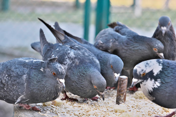 Fototapeta premium Wild city pigeons on a winter day