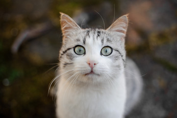 Obraz premium Gray and white cat frightened looking at the camera