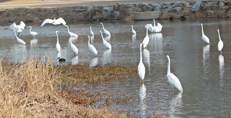 겨울냇가에 백로