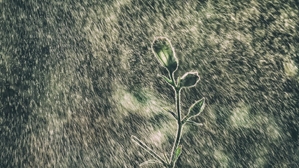 PLANT IN THE RAIN - Seasons in nature in meadows and fields