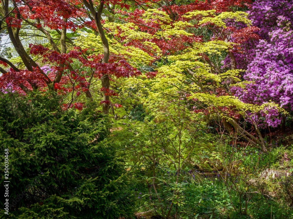 Canvas Prints maple tree garden