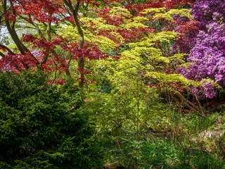 Maple Tree Garden 