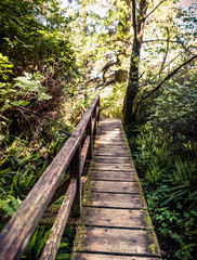wooden bridge in forest
