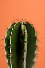 Selective focus of green cactus on coral background, color of 2019 concept
